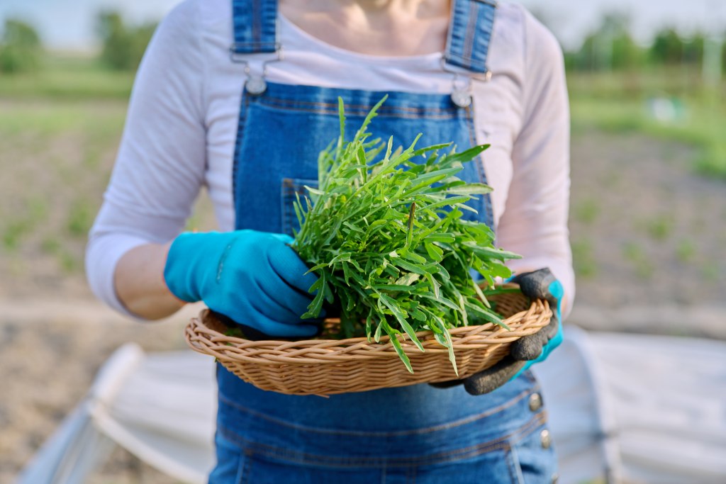 Organic Herb Cultivation